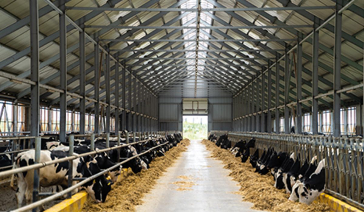 tika hayvan çiftliği 1